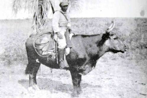 guerra del chaco-32-35 (13) buey-caballo